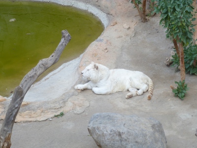 Foto de un tigre albino